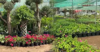 আমিরাতে নার্সারি শিল্পে ১০ হাজার বাংলাদেশি; বেড়েছে রপ্তানি সম্ভাবনা